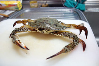 20140715蟹01.jpg