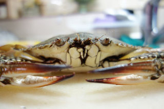 20140715蟹02.jpg