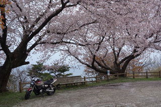 20150413桜.jpg