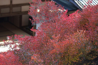 20161114安国寺ウラ.jpg
