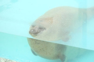 20170412ヨーデアザラシ.jpg