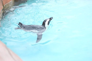 20170412ヨーデルペンギン.jpg
