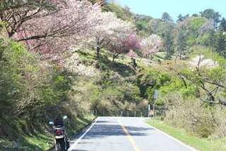 20170423山桜.jpg