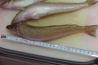20190805kisu.jpg